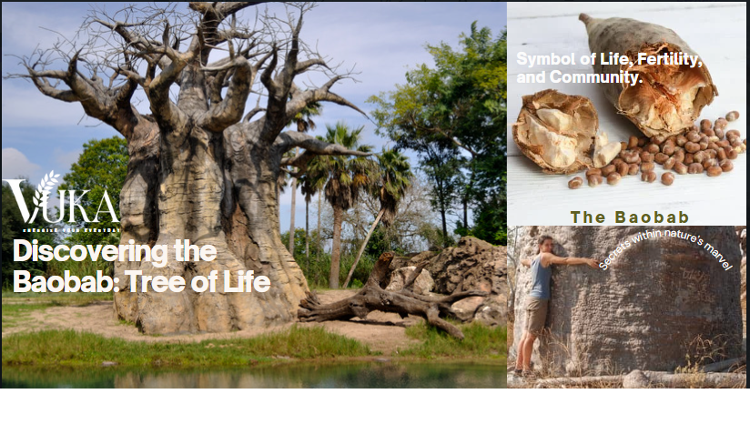 Baobab treem the fruit and a woman hugging a baobab tree